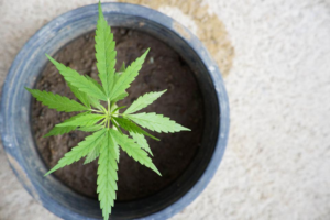 The Growing Role of E-Commerce in the Cannabis Industry
